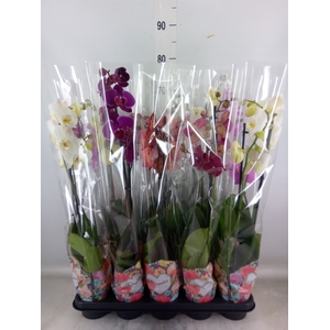 Phalaenopsis   ...mix  5