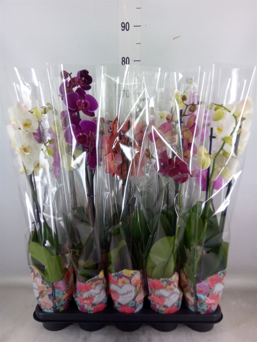 <h4>Phalaenopsis   ...mix  5</h4>