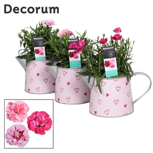 Dianthus - 10,5 cm - Sweet Watering Can - Decorum