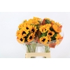 Helianthus Orange Fire