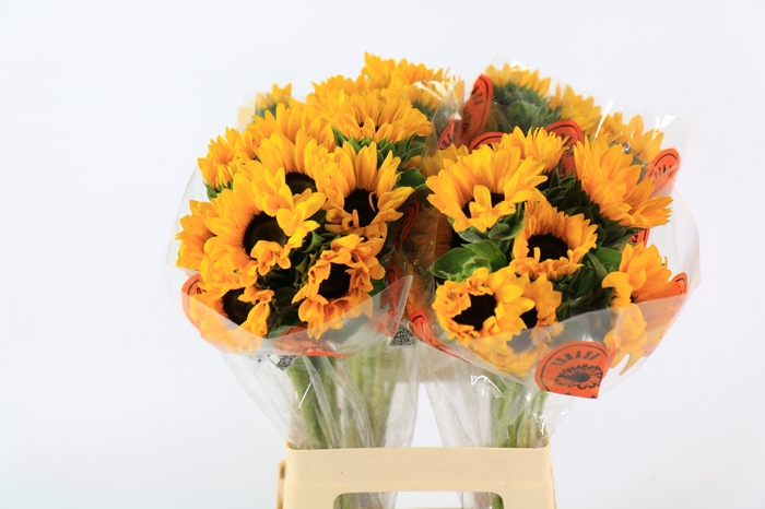 Helianthus Orange Fire