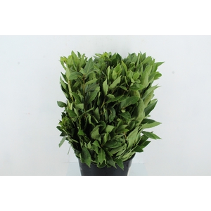 LAURUS NOBILIS 400GR