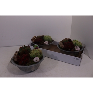 ARR SEMPERVIVUM