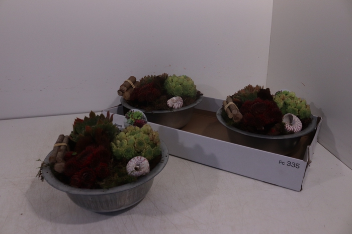 <h4>ARR SEMPERVIVUM</h4>