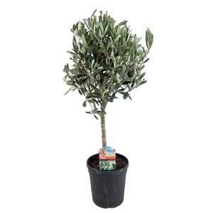 Olea europaea