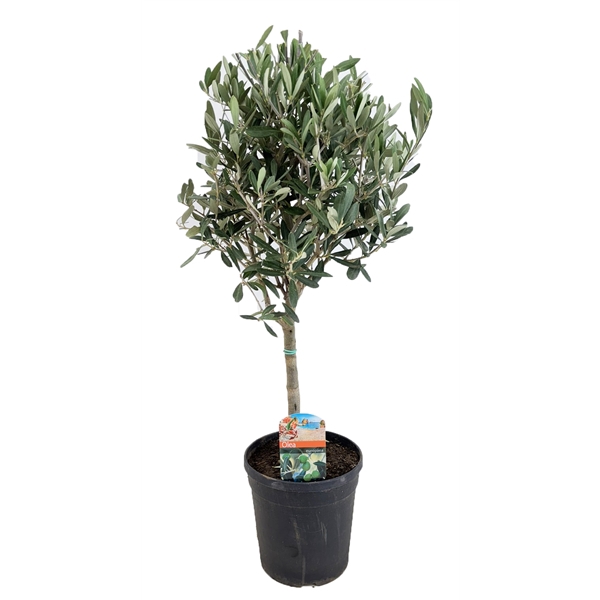 <h4>Olea europaea</h4>