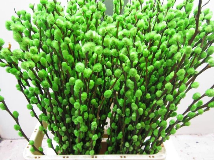 <h4>Salix Katje Groen L70</h4>