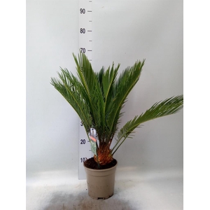 Cycas revoluta