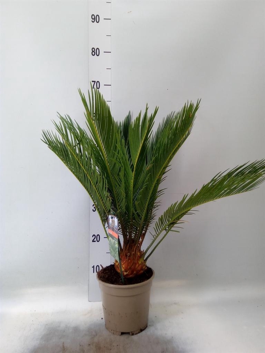 <h4>Cycas revoluta</h4>