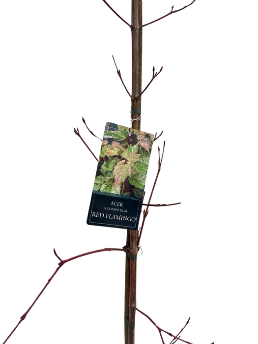 <h4>Acer con. 'Red Flamingo' geveerd</h4>