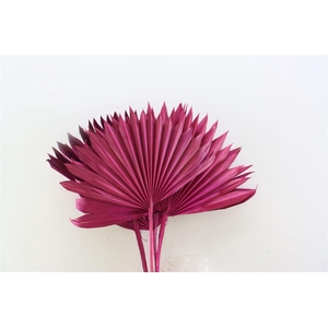 Dried Palm Sun 6pc Cersie Bunch Slv