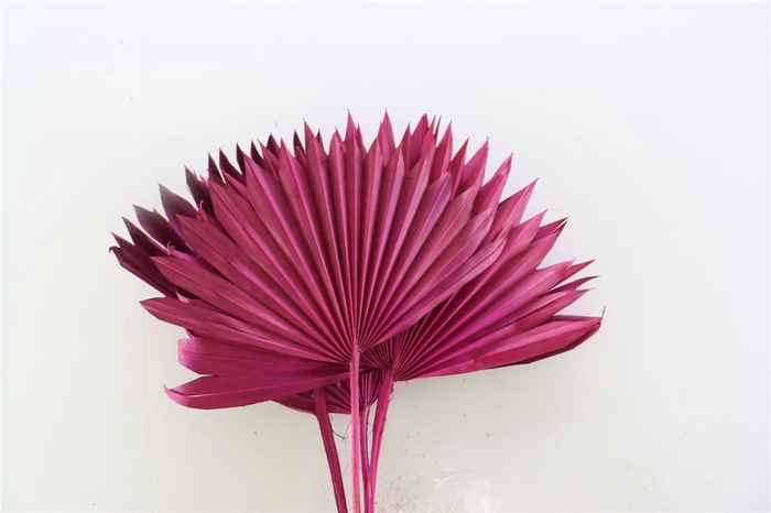 <h4>Dried Palm Sun 6pc Cersie Bunch Slv</h4>