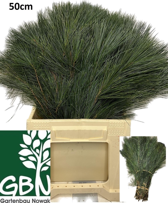 <h4>PINUS STROBUS</h4>