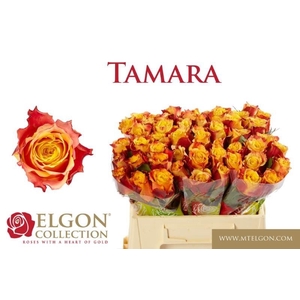 R GR TAMARA
