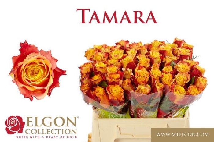 <h4>R GR TAMARA</h4>