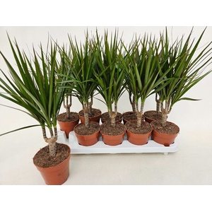 Dracaena Marginata 12Ø 45cm 1pp