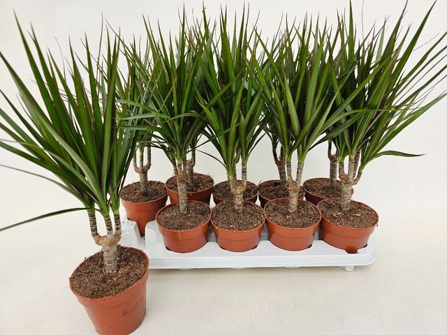 Dracaena Marginata 12Ø 45cm 1pp