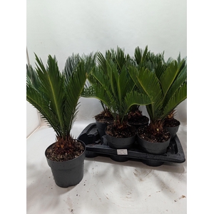 CYCAS REVOLUTA