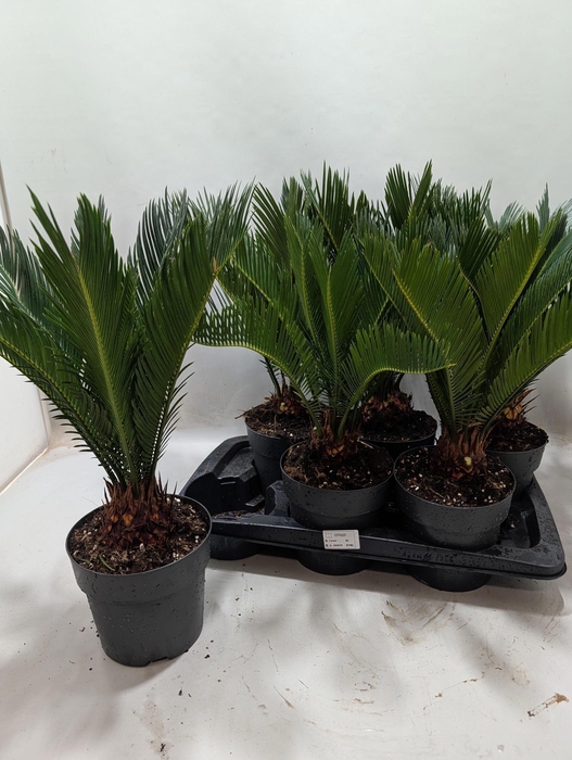 <h4>CYCAS REVOLUTA</h4>