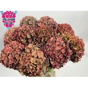 <h4>HYDR M CH PIMPERN CL</h4>