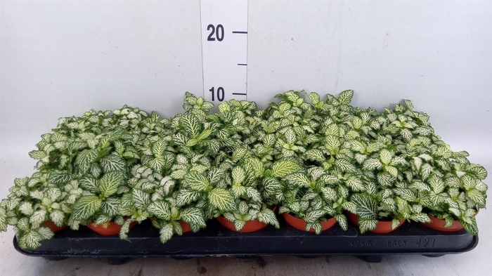 <h4>Fittonia  'Mosaic White Tiger'</h4>
