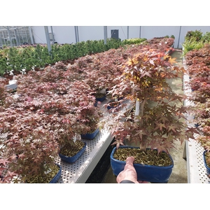Acer palmatum deshojo, pot 22cm.