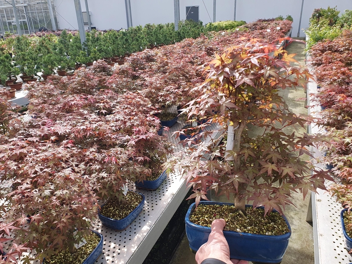 <h4>Acer palmatum deshojo, pot 22cm.</h4>