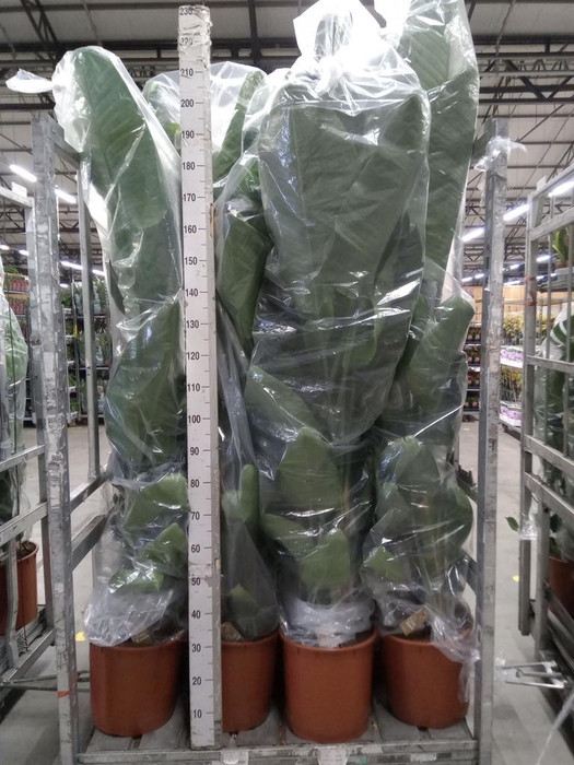 <h4>Strelitzia nicolai</h4>