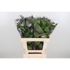 Clem Star River Lavendel