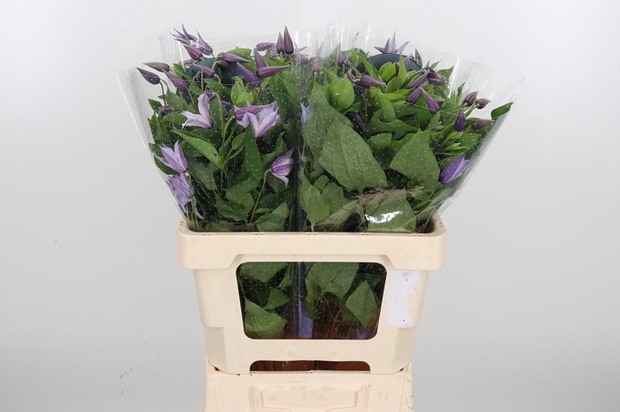 <h4>Clem Star River Lavendel</h4>