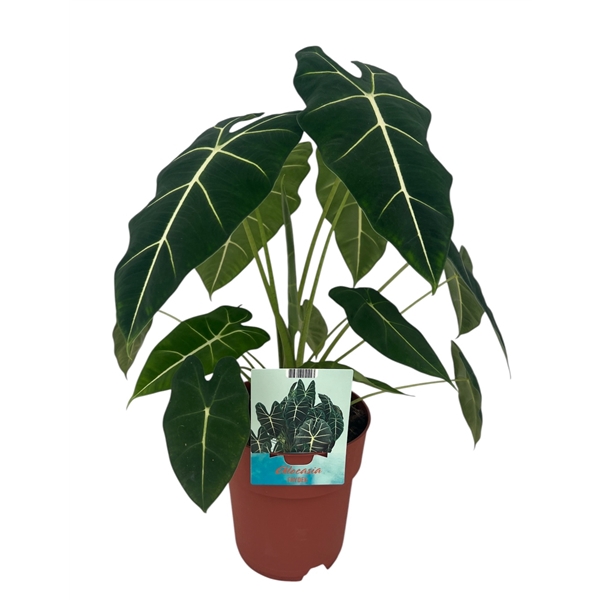 <h4>Alocasia Frydek groenbladig</h4>