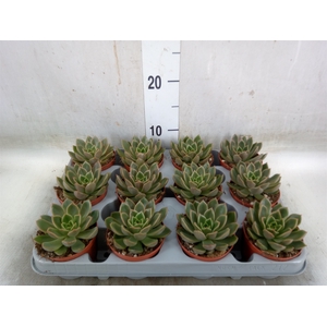 Echeveria   ...not flowering