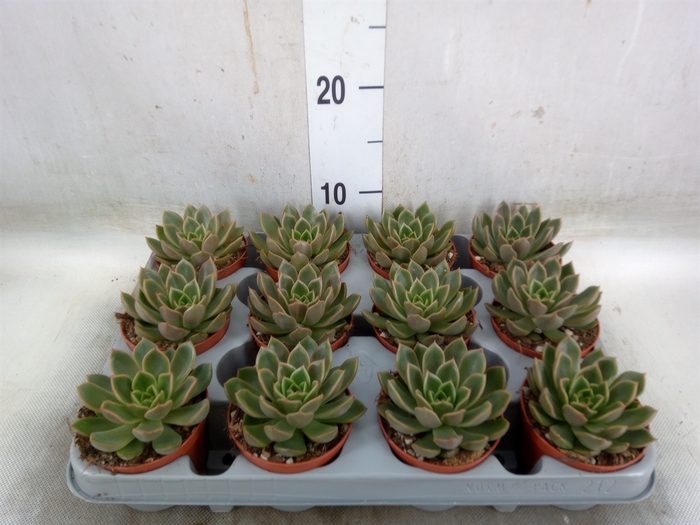 <h4>Echeveria   ...not flowering</h4>