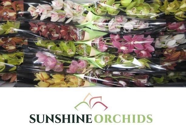 <h4>CYMB MI GEM</h4>