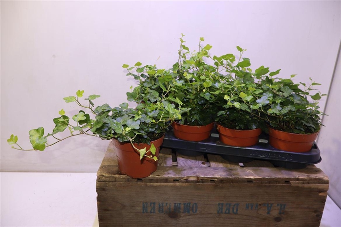 <h4>Hed He Wonder</h4>