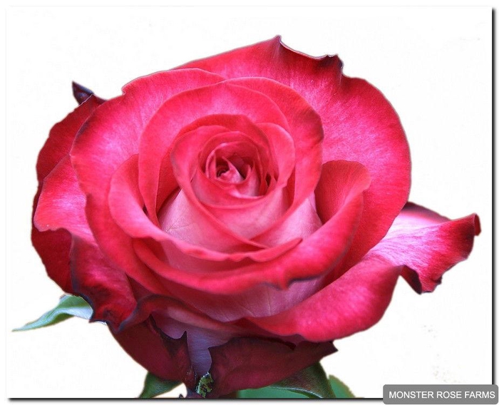 <h4>R GR RIVIERA</h4>