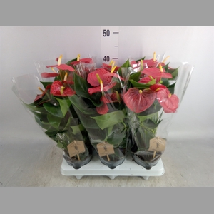 Anthurium andr. 'Esudo'