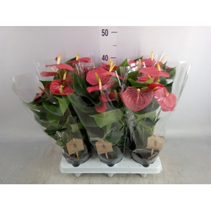 Anthurium andr. 'Esudo'