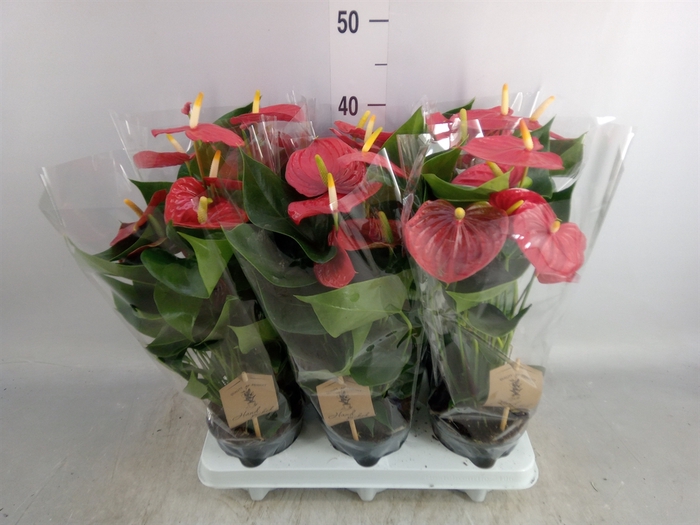 <h4>Anthurium andr. 'Esudo'</h4>