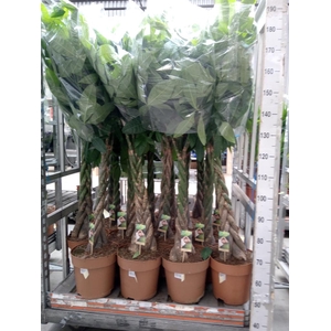 Pachira aquatica