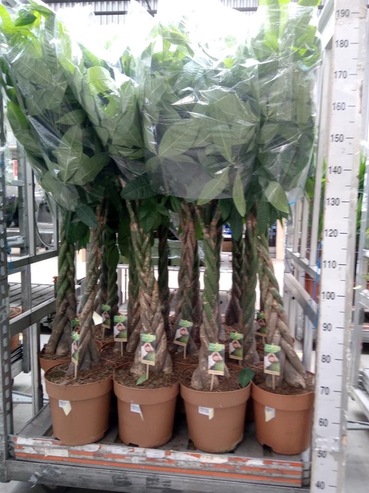 <h4>Pachira aquatica</h4>