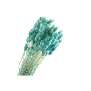 Phalaris Mint