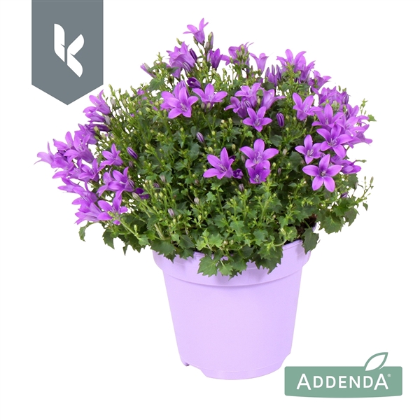 <h4>Campanula Ambella Intens Purple in ton sur ton</h4>
