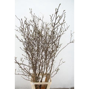 MAGNOLIA GEORGE HENRY KERN 180CM