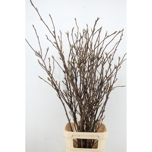 MAGNOLIA GRANDIFLORA X11