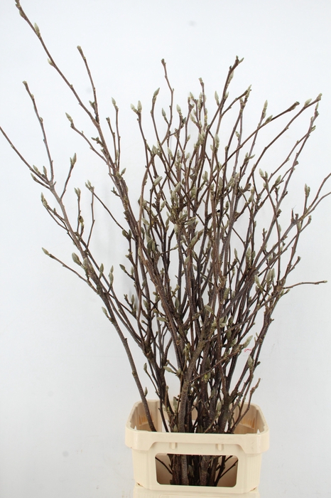 <h4>MAGNOLIA GRANDIFLORA X11</h4>