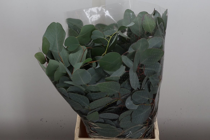 <h4>Euca Za Populus Blad Kort 150 Gr.</h4>