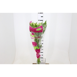 ALSTROEMERIA WHISTLER 080 CM