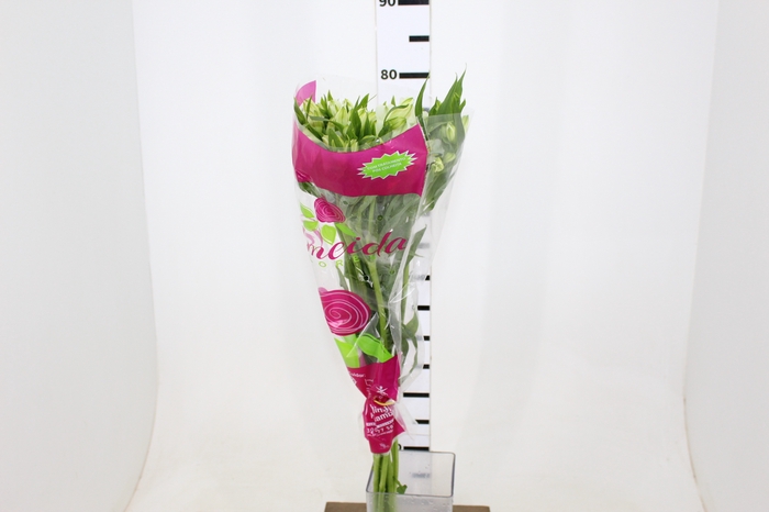 ALSTROEMERIA WHISTLER 080 CM