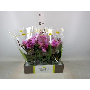 Phalaenopsis   ...rose